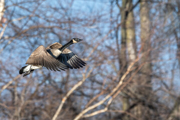 Canada goose in flight past bare trees.