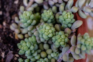 Sedum morganianum: donkey tail plant