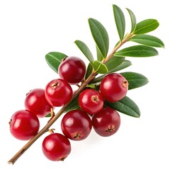 Vibrant close up of a lingonberry branch showing ripening red fruits