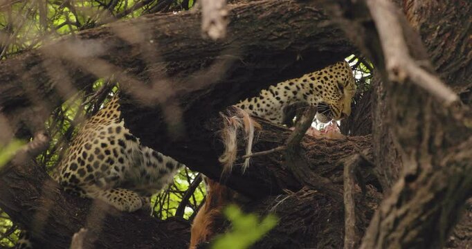 Close-up of African leopard feeding on antelope kill in a tree, hidden among thick branches. Central Kalahari, Deception Valley, Botswana.