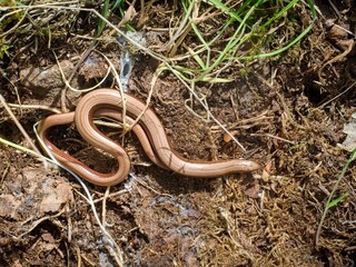 Slow worm (Anguis fragilis). Several views of a nice specimen of this reptile.