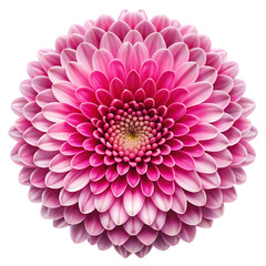 Pink Flower Bloom High Resolution Macro Photography isolated on transparent background