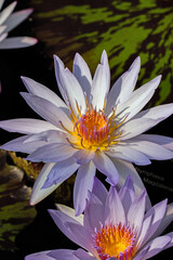 Lilac coloured Water lily in full bloom