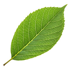 Obraz premium green leaf isolated