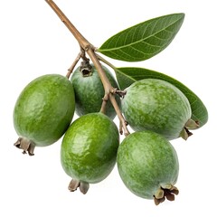 Close up of several vibrant green feijoa fruits on a branch with leaves