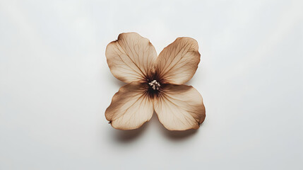 Dried flower with four petals centered on a white background.