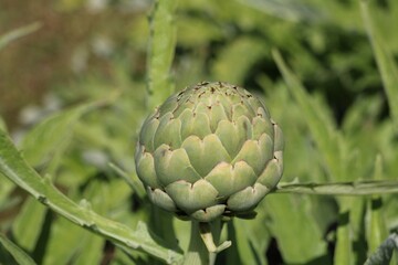 Artichaut