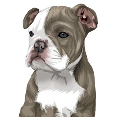 vector image of animal pet with transparent background and made manually without AI