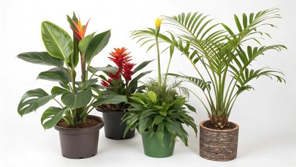 Obraz premium red flower in pot