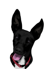 vector image of animal pet with transparent background and made manually without AI