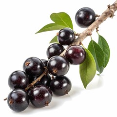 Fototapeta premium A closeup shot of a Jabuticaba branch with ripe fruits and leaves