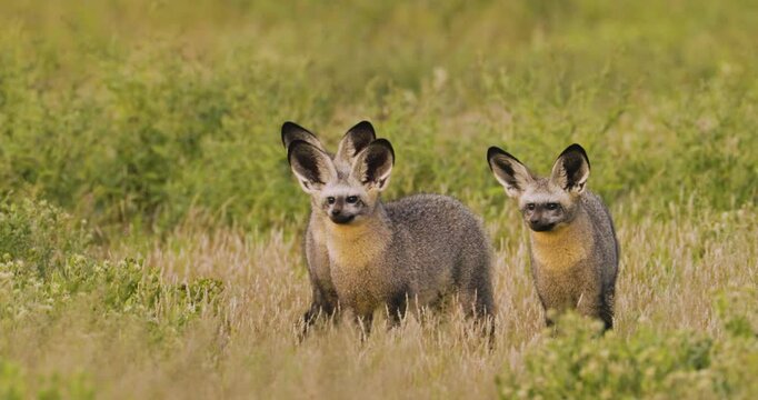 Group of bat-eared foxes (Otocyon megalotis) alert and scanning surroundings in Central Kalahari grassland, Botswana. Ideal for: wildlife documentaries, species behavior, African fauna studies.