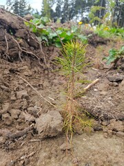 small pine tree on reforestation site in nature