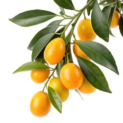Close up of a kumquat branch with ripe fruits and green leaves