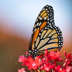 A beautiful migrating Orange and Black Monarch Butterfly feeding on wildflowers in a garden in Southern California.  