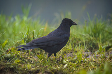 a black crow on a green meadow at a foggy morning