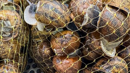 Entwined in golden netting, these escargot snails cascade dreams of gourmet indulgence, echoing...