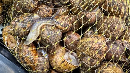 Netted snails, glistening with rain's whisper, evoke Bastille Day feasts, embracing gastropod gastronomy and quirky urban forager tales