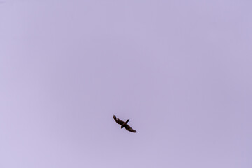 Pájaro silvestre en el Puerto de la Cruz, Tenerife.