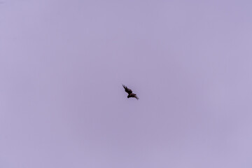 Pájaro silvestre en el Puerto de la Cruz, Tenerife.
