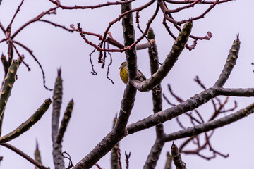 Pájaro silvestre en el Puerto de la Cruz, Tenerife.