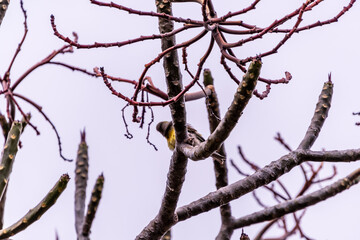 Pájaro silvestre en el Puerto de la Cruz, Tenerife.