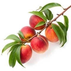 Delicious and Juicy Nectarines Hanging from a Branch with Green Leaves