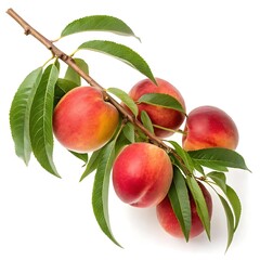 Fresh Nectarines Hanging on a Branch with Green Leaves on White Background