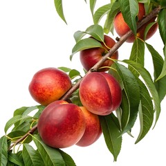 A Branch Laden with Ripe Nectarines and Vibrant Green Leaves Against White