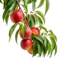 Ripe nectarines hanging from a branch with vibrant green leaves isolated on white