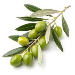 Freshly Picked Green Olives on a Branch with Leaves Ready to Eat