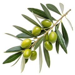 Olive Branch with Green Olives and Leaves Isolated on White Background