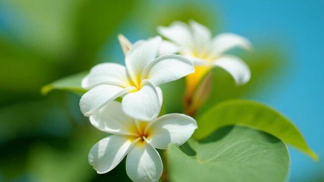 Close up of white frangipani flowers in front of blue sky and green leaves. Blooming on tree swaying in wind green leaves blurred background. white flower with five petals and yellow center