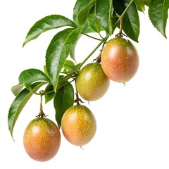 Passion fruit vine with ripening fruit hanging on a branch against white