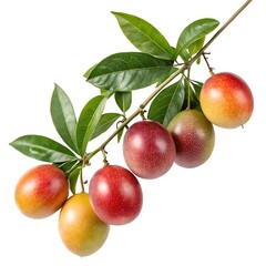 A sprig of colorful passion fruit on the vine against white background
