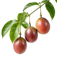 Passion fruits hanging from a branch with green leaves on white background
