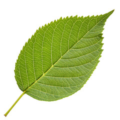 Obraz premium green leaf on white background