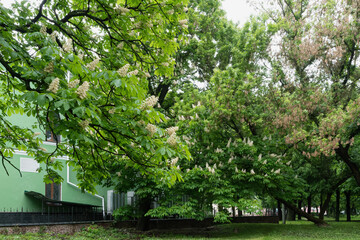 A lush tree in bloom next to a building on a sunny day