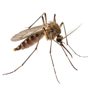 mosquito isolated on white background