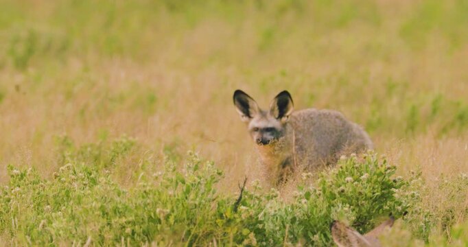 Group of bat-eared foxes (Otocyon megalotis) alert and scanning surroundings in Central Kalahari grassland, Botswana. Ideal for: wildlife documentaries, species behavior, African fauna studies.