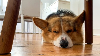 Cozy Welsh Corgi naps under a chair, exuding tranquil Hygge vibes, echoing serene Canine...