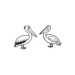 pelican