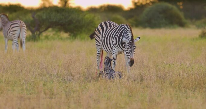 Freshly born zebra foal takes first steps beside mother in the golden grass of Nxai Pan, Botswana. Ideal for: wildlife documentaries, African safari themes, birth and nature storytelling.