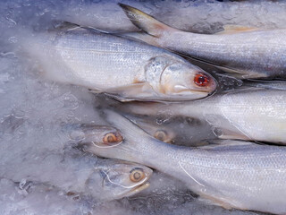 Chilled milkfish display. Seafood: fresh milkfish