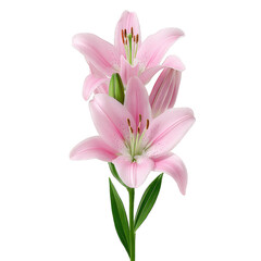 Naklejka premium Pink lilies with delicate petals and green leaves create serene and elegant floral display. soft pink hue and intricate details of flowers evoke sense of tranquility
