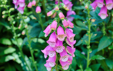 A pink foxglove flower stalk blooming with cascading tubular shape flowers.