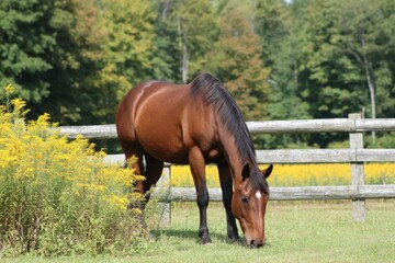 Beautiful brown horse grazing in a grassy field, bordered by a wooden fence, with vibrant yellow wildflowers and a backdrop of lush green trees on a sunny day.