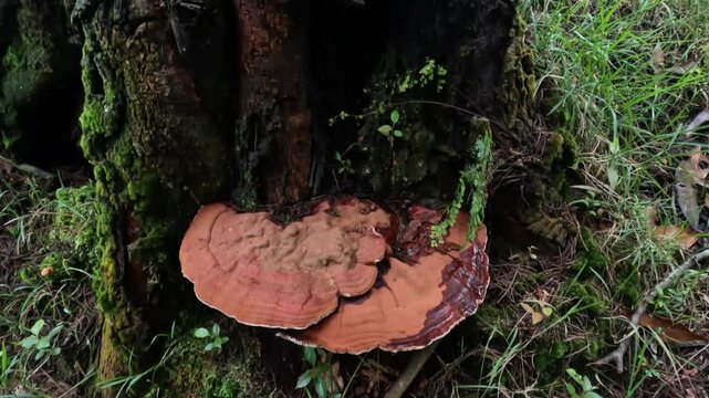 Lingzhi mushroom or Ganoderma lingzhi growing on a tree trunk.Ecology and environment concept.4K