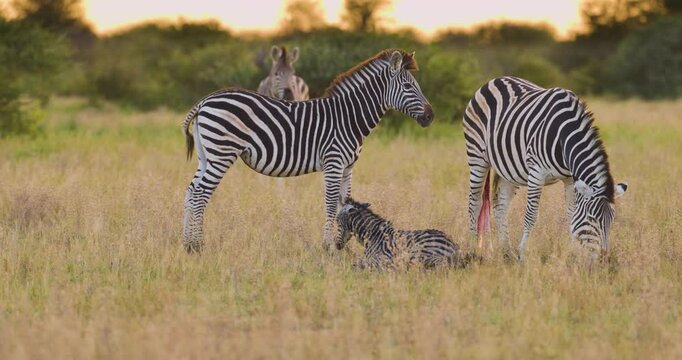 Freshly born zebra foal takes first steps beside mother in the golden grass of Nxai Pan, Botswana. Ideal for: wildlife documentaries, African safari themes, birth and nature storytelling.