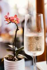 Glass with champagne and orchid plant